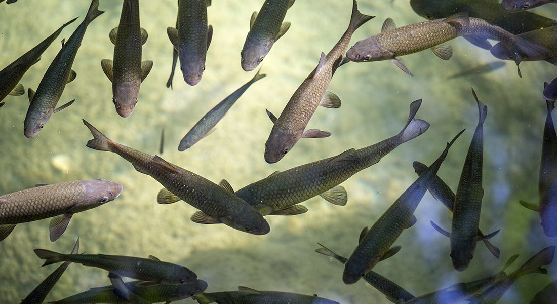 Flock of fish in the river of Croatia national park, River trout, A lot of fish in the water.